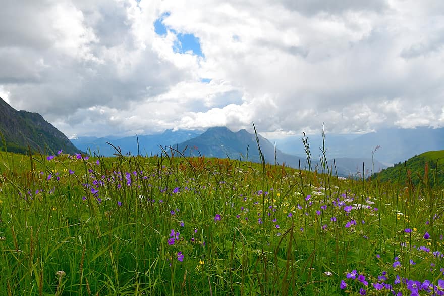 paesaggio di montagna, paesaggio, panorama, Alpi francesi, prato fiorito, natura, flora, al di fuori, in vacanza, nube, verde
