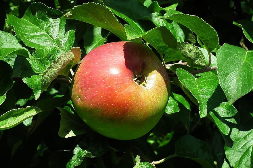 Fruta, manzanas, orgánico, sano, naturaleza, hojas