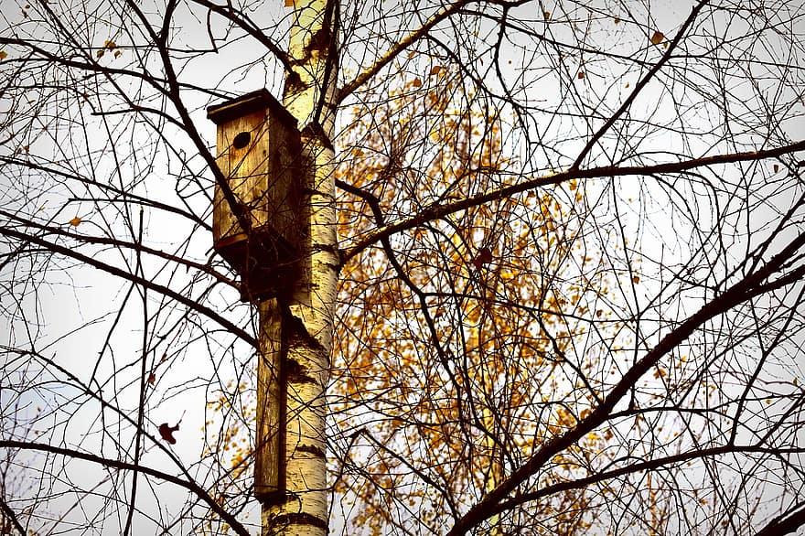 kuş evi, huş ağacı, sonbahar