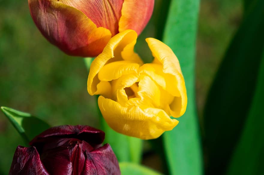 tulipanes, Tulipanes florecientes, Flores floreciendo, las flores, plantas, jardín, de cerca, flor, amarillo, planta, hoja