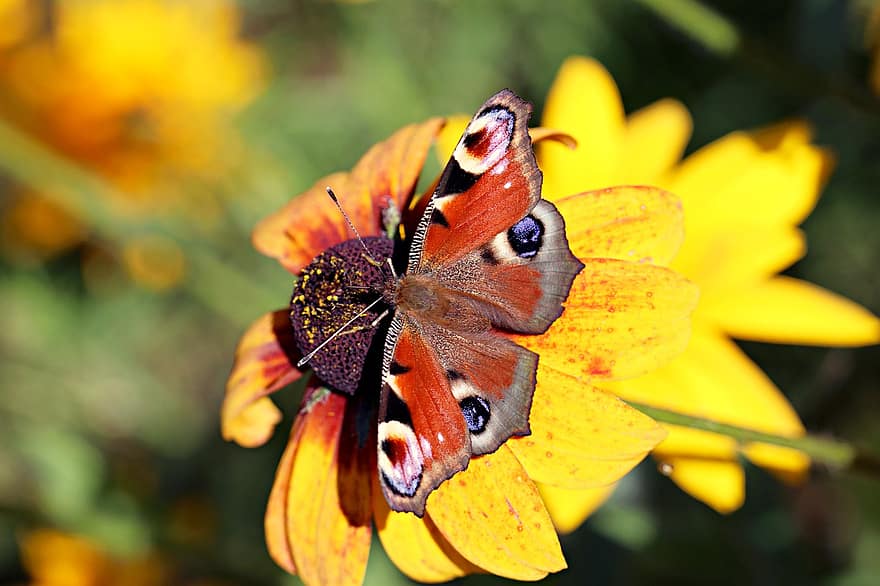 kupu-kupu, bunga-bunga, kelopak, alam, serangga, sayap, biologi, menanam, antena