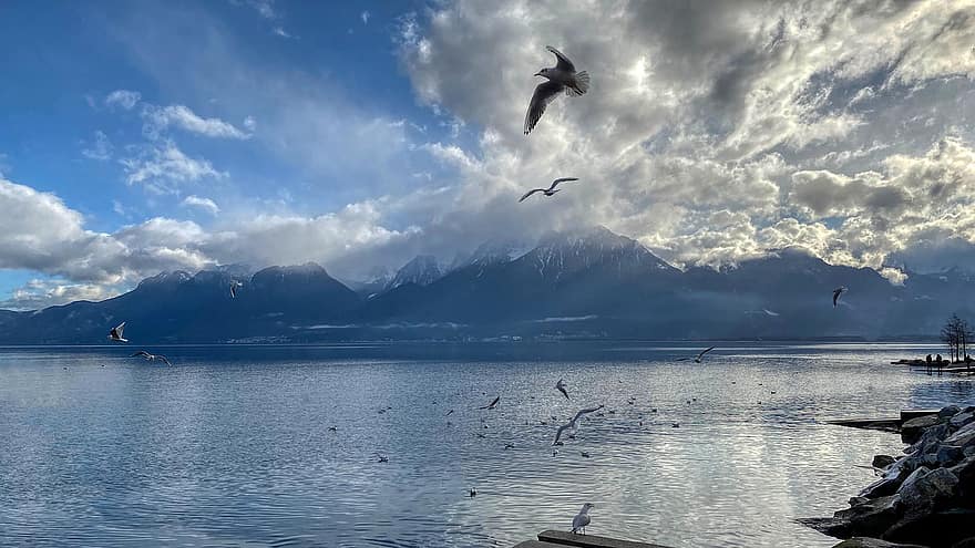 Lac, mouette, nuage, réflexion, eau, atmosphère, soir, Montagne, la nature, Genève, Montreux