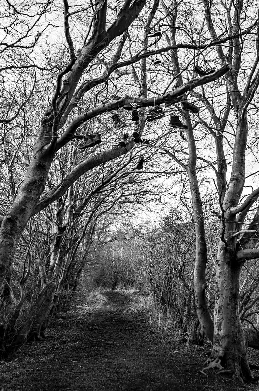 Trees, Nature, Monochrome, Outdoors, Path, Scenery, tree, branch, black and white, forest, landscape