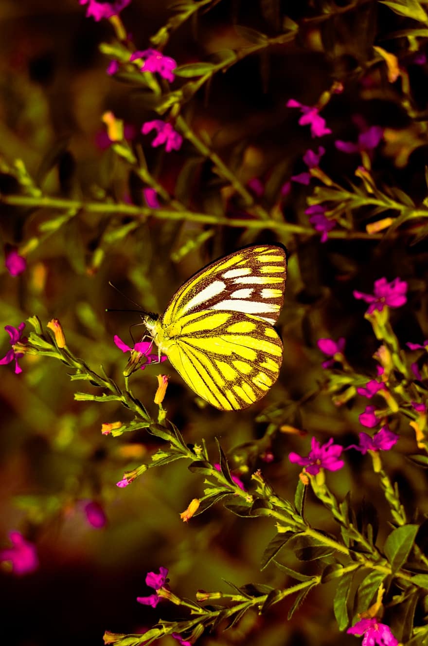 sommerfugl, gul, struktur, baggrund, lys, gyldne timer, blomster, græs