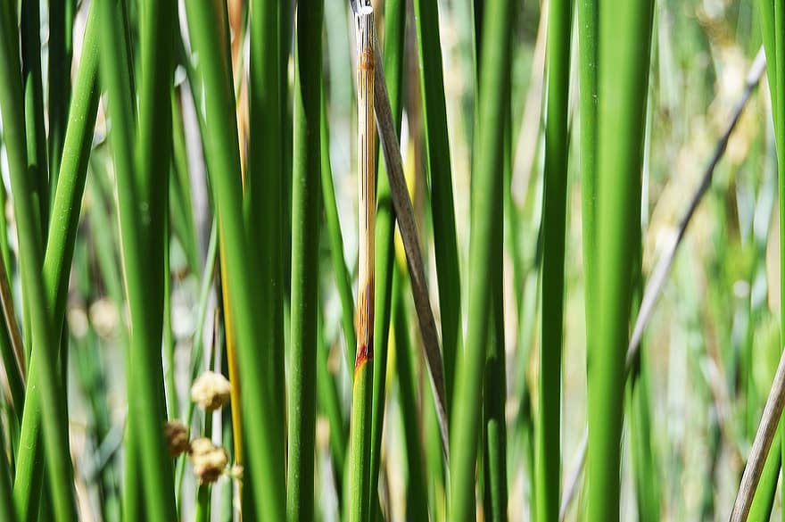 Reeds Of The River, Reed Green, zöld, háttér, folyó