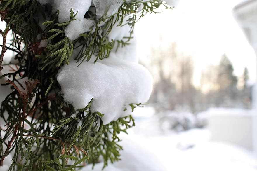 tuja, cserje, hó, téli, növény, toboztermő fa, levelek, tűk, fagy, hideg, természet