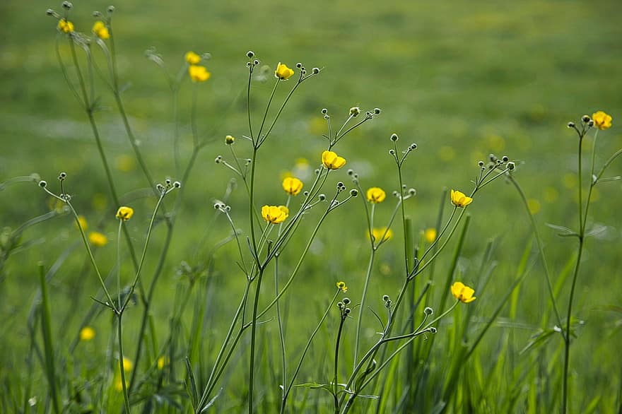 buttercups, bunga kuning, padang rumput, alam, bunga-bunga, rumput, bunga kecil