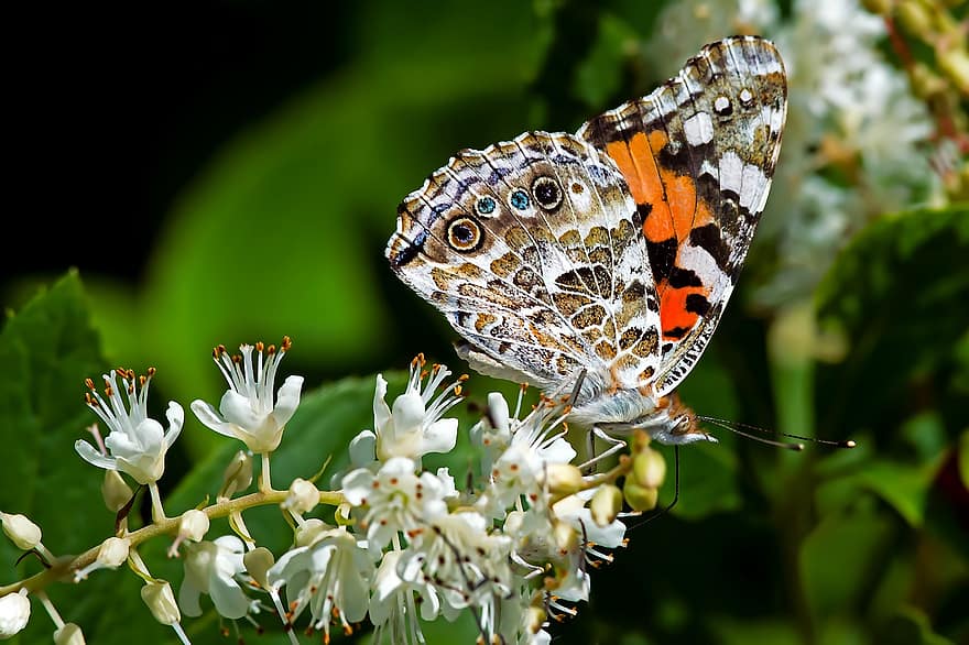 चित्रित महिला तितली, तितली, कीट, फूल, पंख, पौधा, बगीचा, प्रकृति, क्लोज़ अप, बहु रंग का, मैक्रो