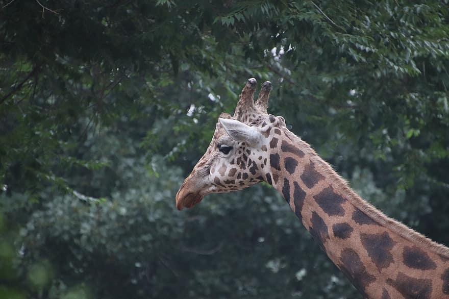 жирафа, длинная шея, голова, глаз, Жирафа Камелопардалис, Giraffidae, животное, шея, ветви, крупный план