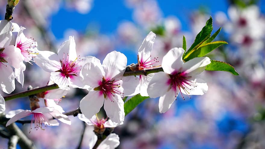 цветы, миндальное дерево, миндальный, mandelbaeumchen, цветущая веточка, цвести, весна