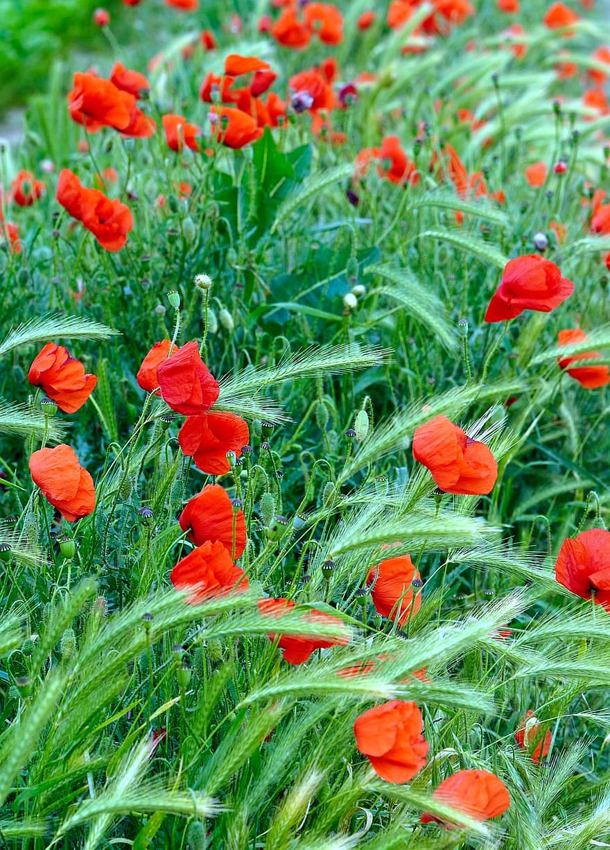 bunga poppy, bunga poppy merah, bunga merah, bunga-bunga, padang rumput, alam, flora, musim panas, bunga, warna hijau, menanam