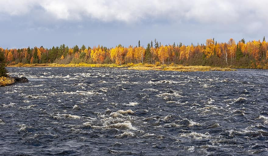 řeka, peřeje, plískanice, tok, voda, podzim, Laponsko, Příroda, žlutá, les, strom