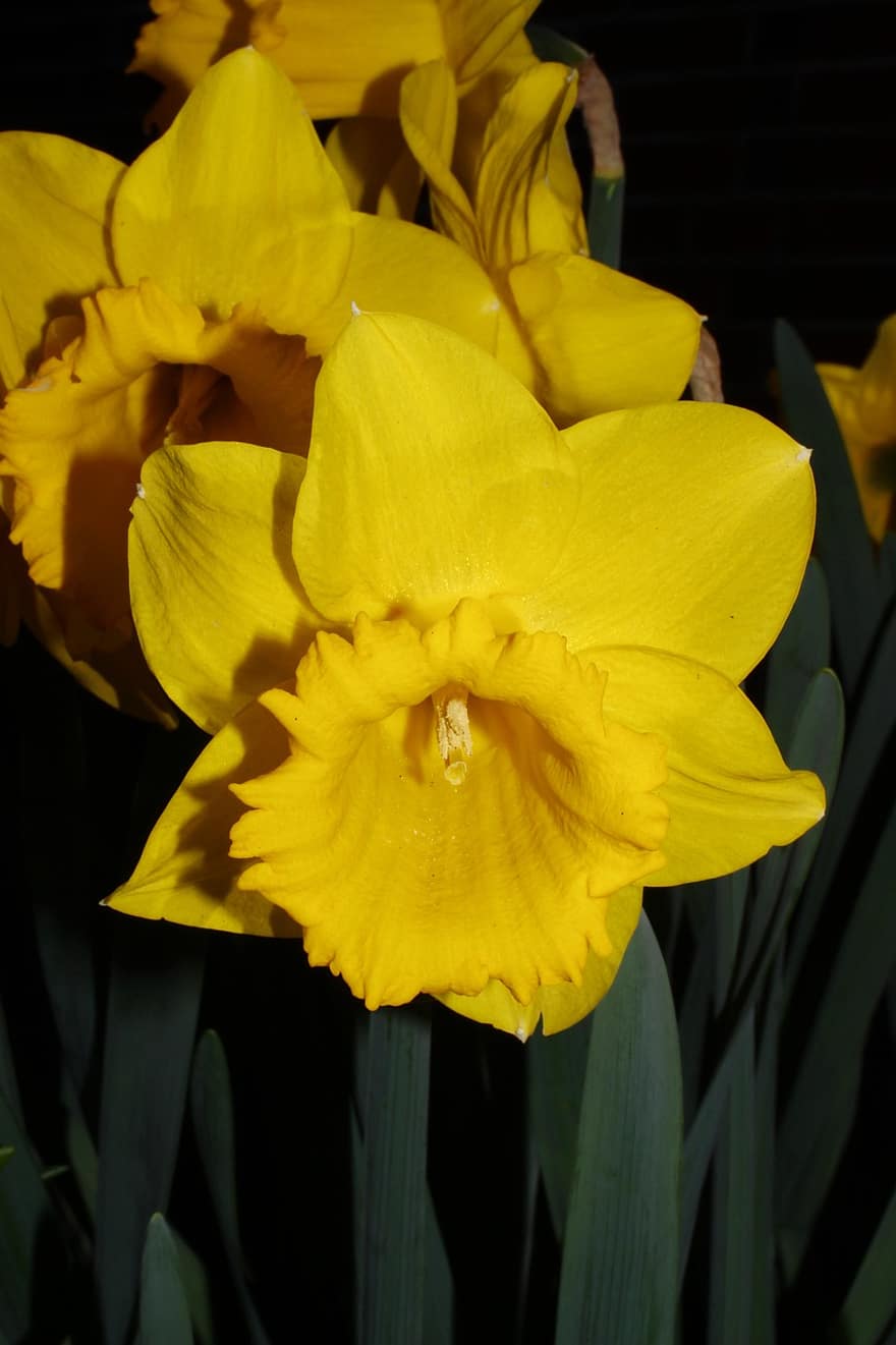 narcisy, květ, rostlina, velikonoční zvony, žlutý květ, okvětní lístky, flóra, jaro, zahrada, Příroda, detail