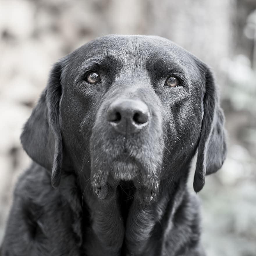 labrador retriever, chien, animal de compagnie, Labrador, laboratoire, chien noir, animal, chien domestique, canin, mammifère, mignonne