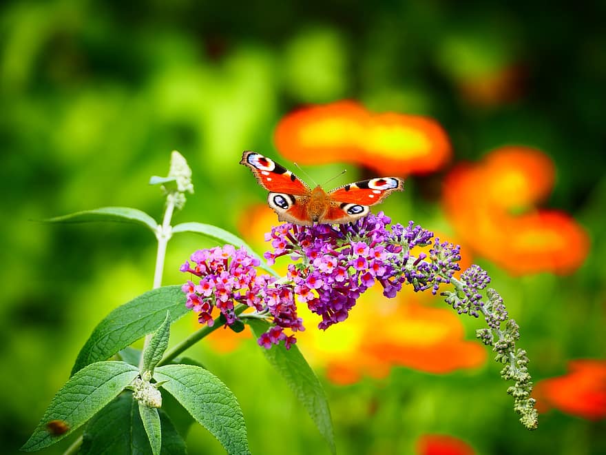 kupu-kupu, bunga-bunga, menyerbuki, penyerbukan, serangga, serangga bersayap, sayap kupu-kupu, berkembang, mekar, flora, fauna