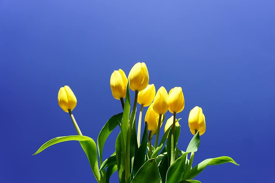 квіти, тюльпани, пелюстки, цвітіння, флора, природи, краєвид, весна, зростати, сезонні, блакитний