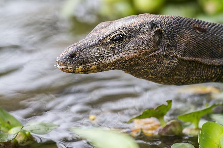 Monitor Lizard, Animal, Wildlife, Reptile, Lizard, Scaly, Carnivore, Scavenger, River, Nature, Zoology