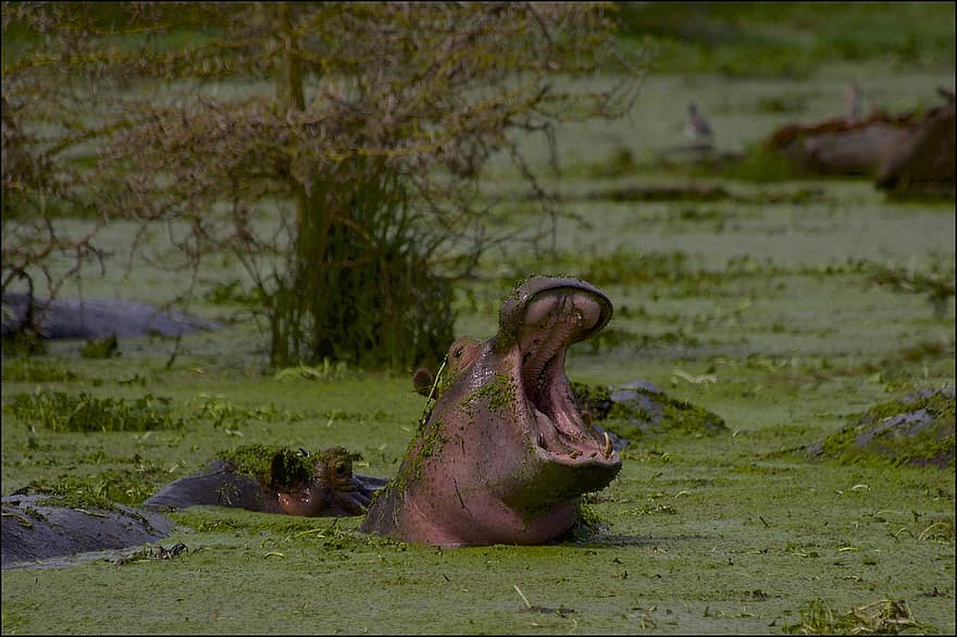 hipopótamo, fauna silvestre, salvaje, bostezo, soñoliento, pantano, estanque, humedal, fauna africana, colmillos, Tanzania