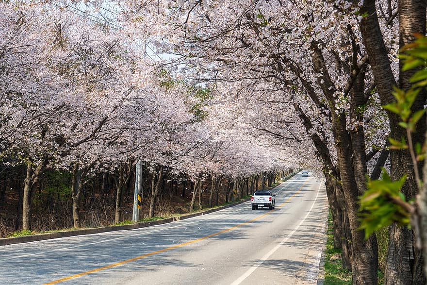 stromy, avenue, vozy, vozidel, silnice, ulice, strom lemovaný, jaro, yeoju-zbraň, Kyunggi, Jižní Korea