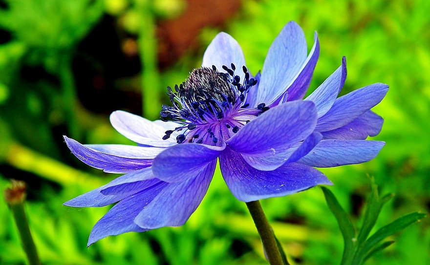 λουλούδι, ανεμώνες, μπλε λουλούδι, κήπος, φύση, φυτό, γκρο πλαν, καλοκαίρι, πέταλο, φύλλο, κεφάλι λουλουδιών