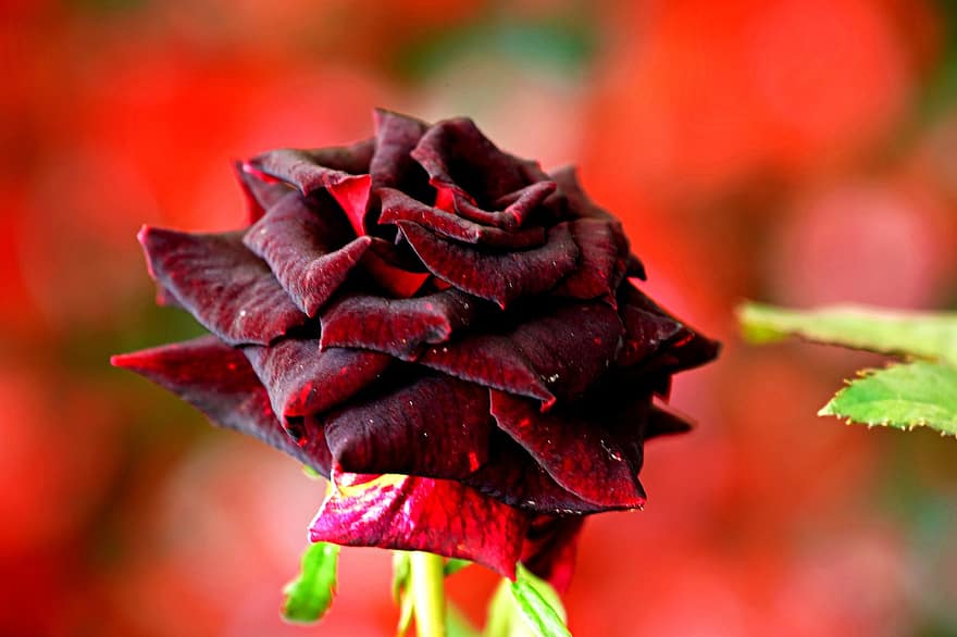 Rosa, flor, Rosa roja, flor rosa, pétalos, pétalos de rosa, floración, flora, naturaleza, hoja, de cerca