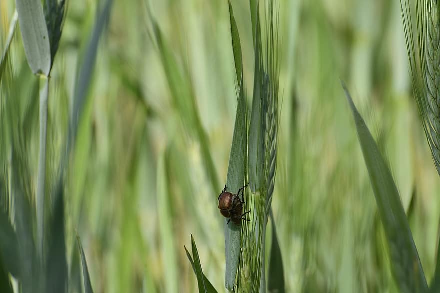 Field, Cereal, Stalk, Beetles, close-up, insect, green color, grass, macro, plant, summer