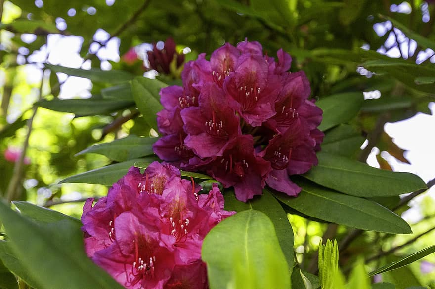 Blumen, Rhododendron, pinke Blumen, Garten, Natur