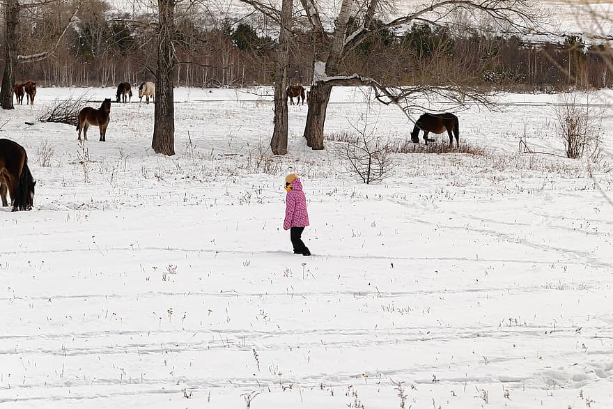 うま、フィールド、女の子、乗馬、雪、ウマ、冬、屋外の、綺麗な、シーズン、ファーム