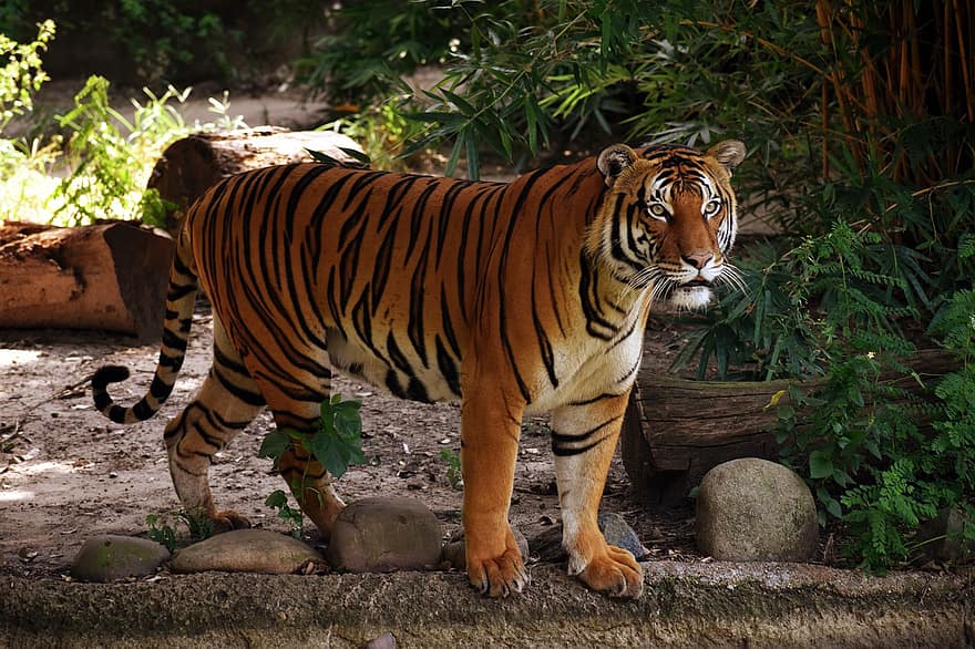 虎、動物、動物園、大きな猫、マレータイガー、縞、猫科、哺乳類、自然、野生動物、野生動物の写真