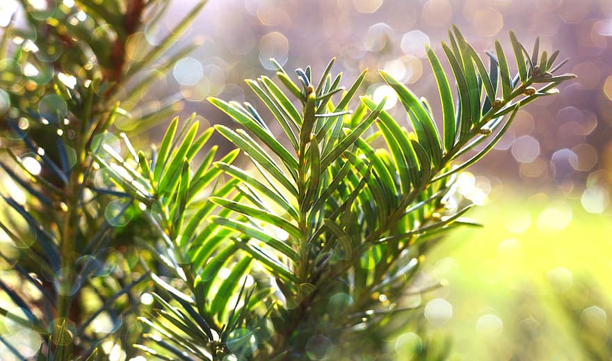 Pine, Spruce, Fir, Sprig, Green, Forest, green color, leaf, backgrounds, plant, tree