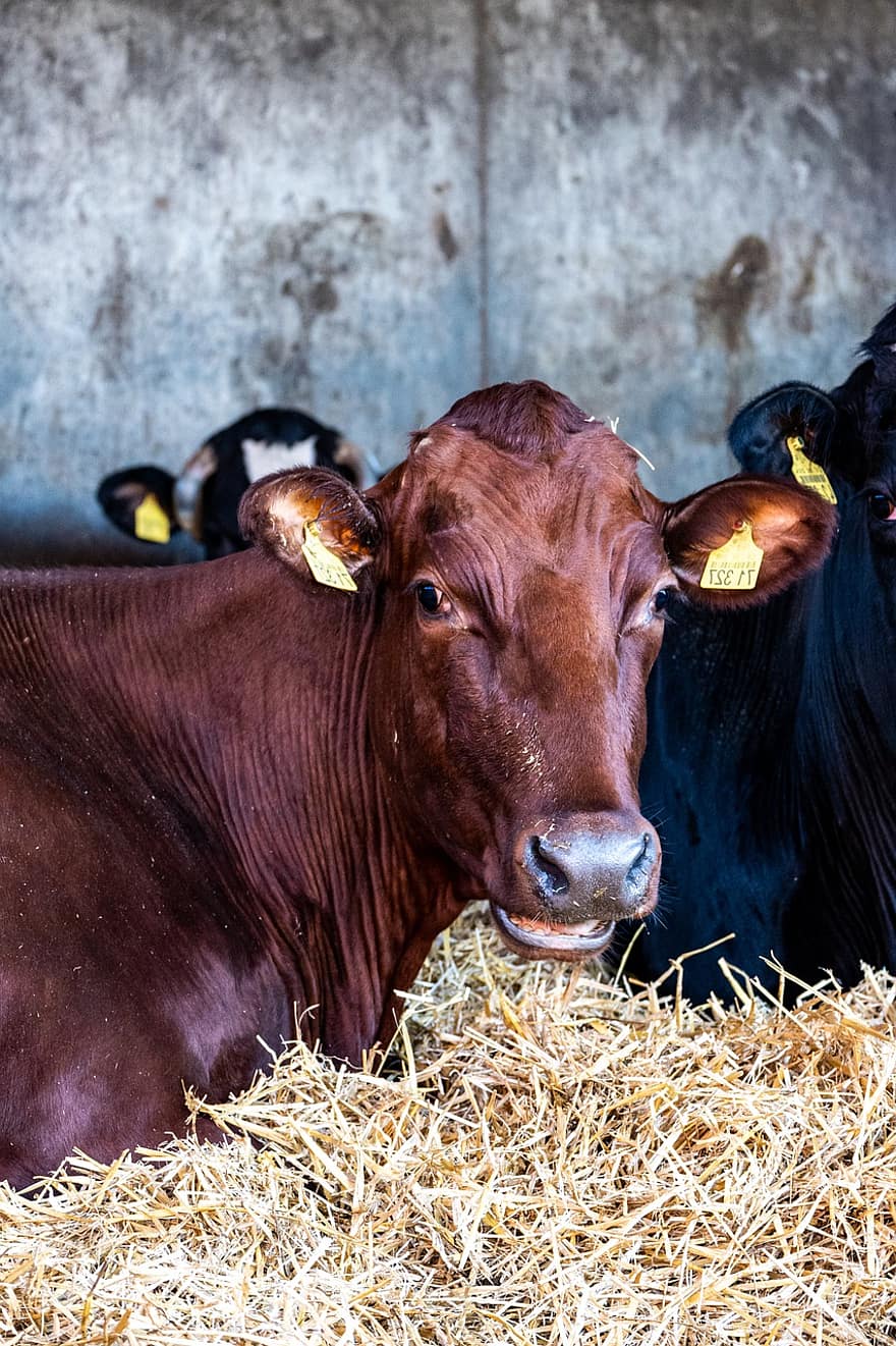 Cow, Cattle, Animal, Dairy Cattle, Livestock, Agriculture, Hay, Mammal, Farm Yard, farm, rural scene