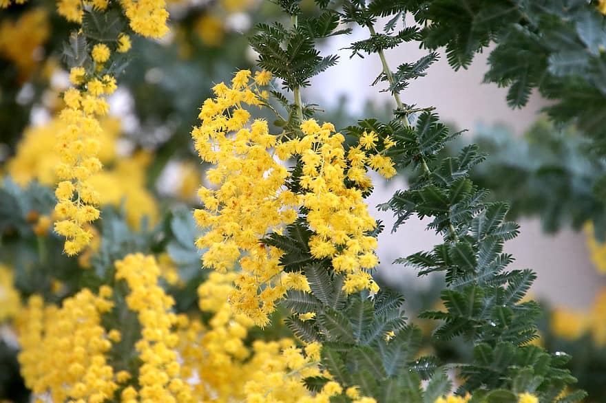 mimosa, las flores, primavera, amarillo, botánica, crecimiento, floración, flor, de cerca, planta, verano