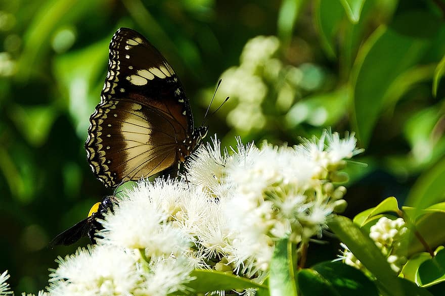 motýl, květiny, opylit, opylování, hmyz, okřídlený hmyz, motýlí křídla, květ, flóra, fauna, Příroda