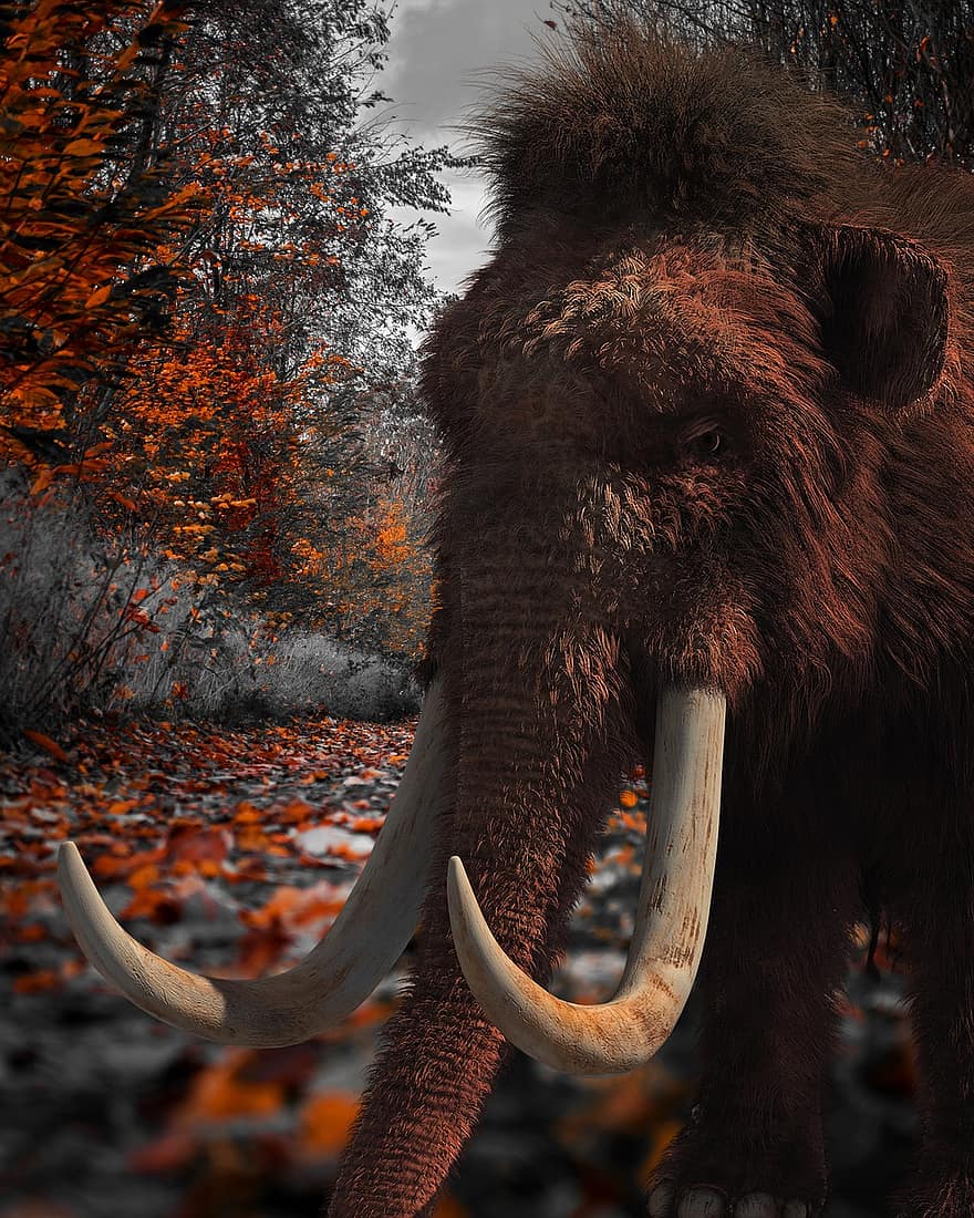 mammut, uddød, dyr