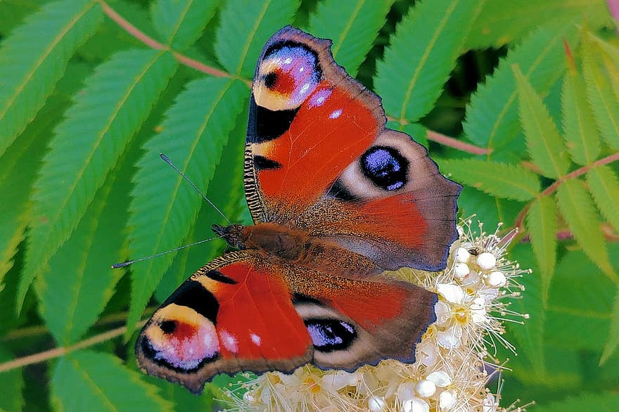borboleta, flor, polinizar, polinização, inseto, inseto com asas, Asas de borboleta, Flor, flora, fauna, natureza