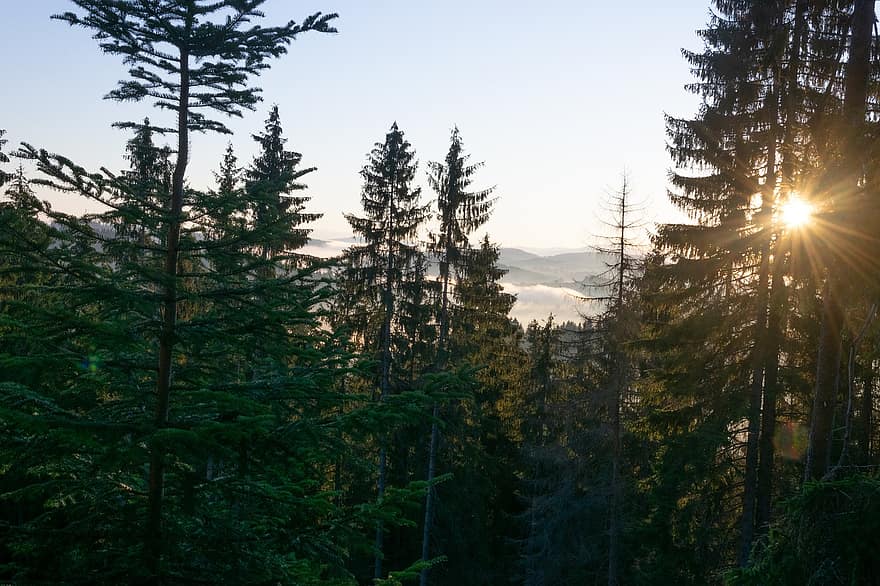 ป่า, ต้นไม้, ภูเขา, พระอาทิตย์ขึ้น, ตอนเช้า