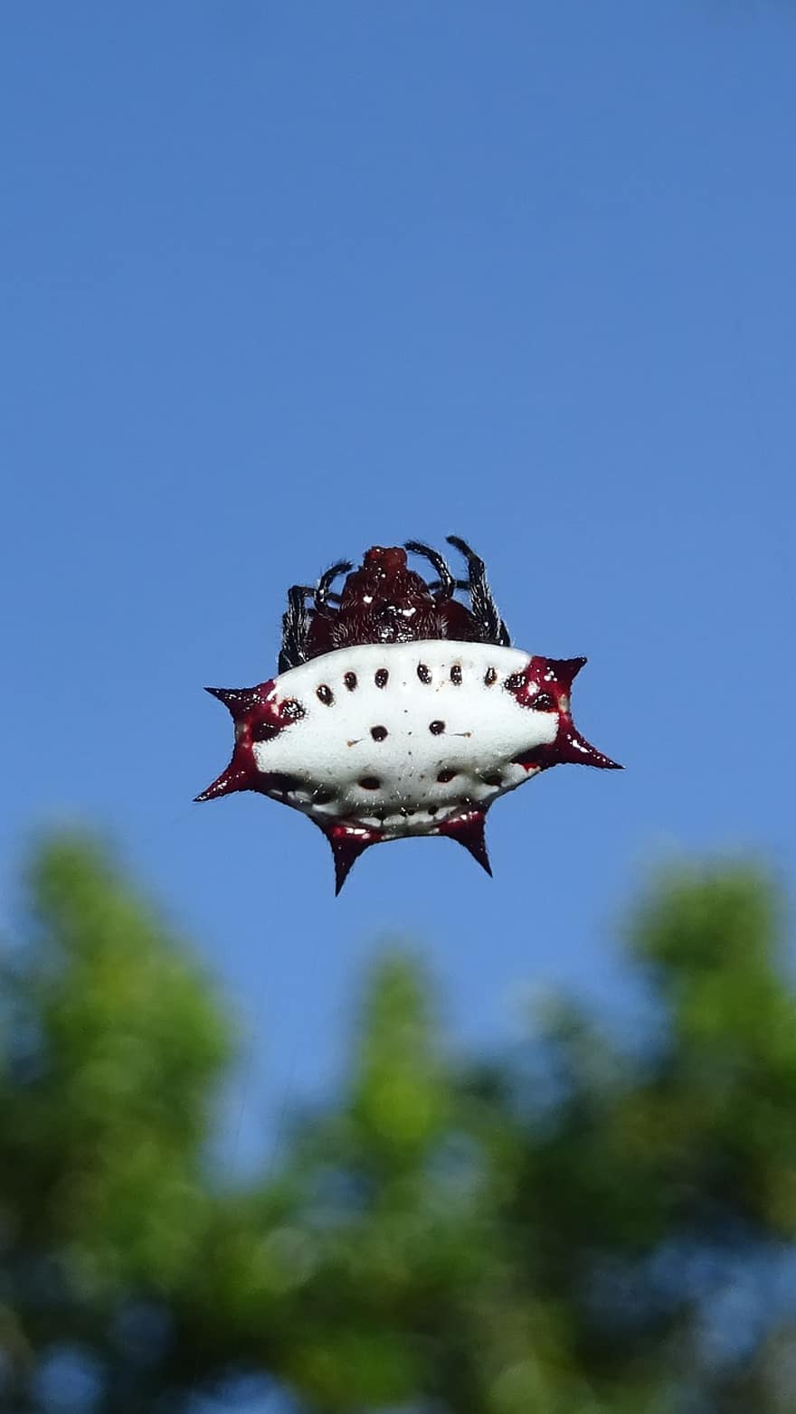Spiny Orbweaver, spin, spinachtige, Spineybacked Orb Weaver Spider, witte spin, dier, blauwe lucht, natuur