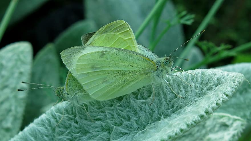 Butterfly, Small Cabbage White Ling, White Ling, Pairing