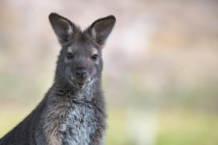 wallaby, bennetts wallaby, pungdyr, pattedyr, dyreliv, vild, australsk, Notamacropus Rufogriseus, macropod, grazer, Tasmanian