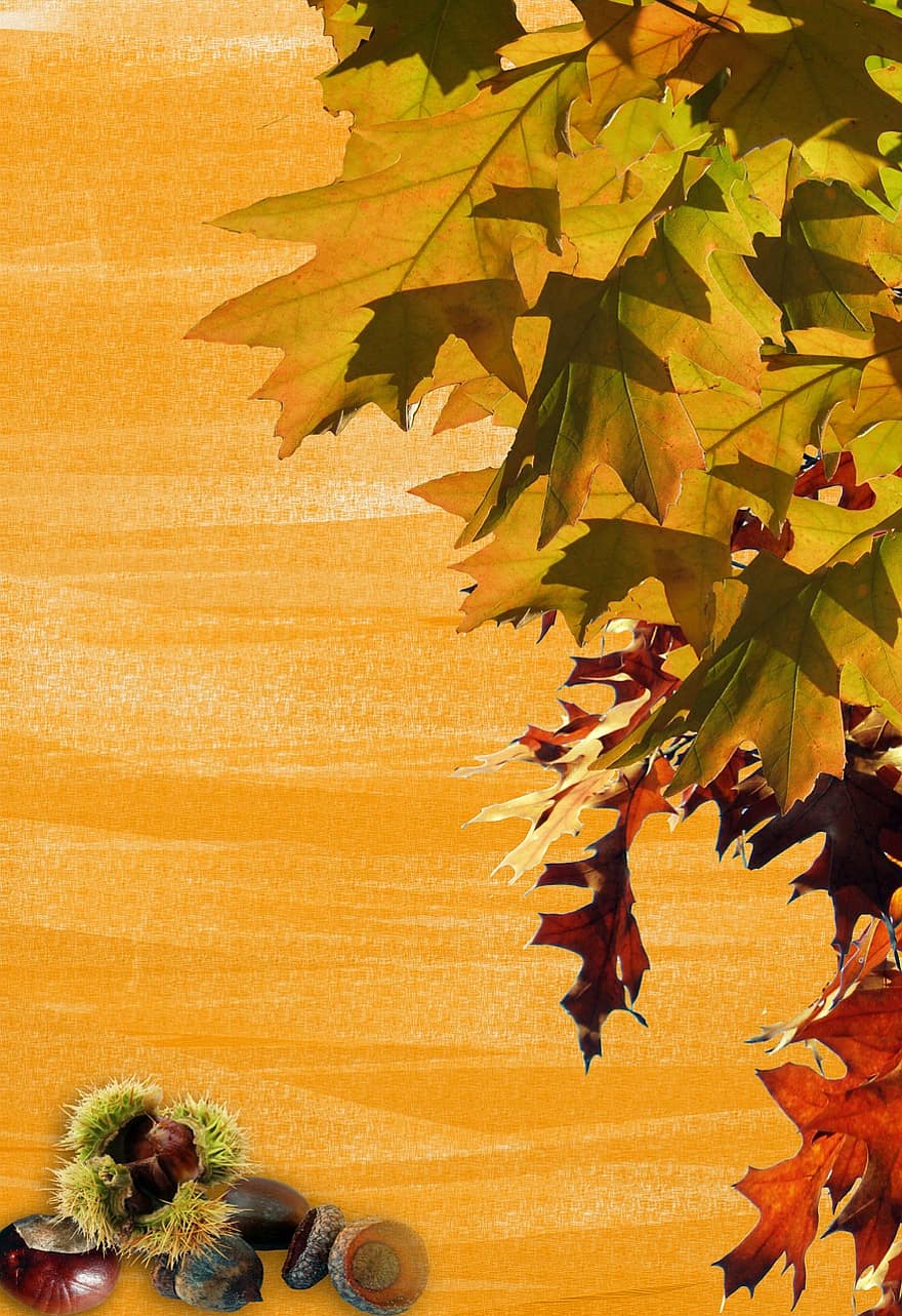 Autumn, Leaves, Stationery, Background, Bulletin Board, Emerge, Wallpaper, Background Image, Golden, Colorful, Fall Color