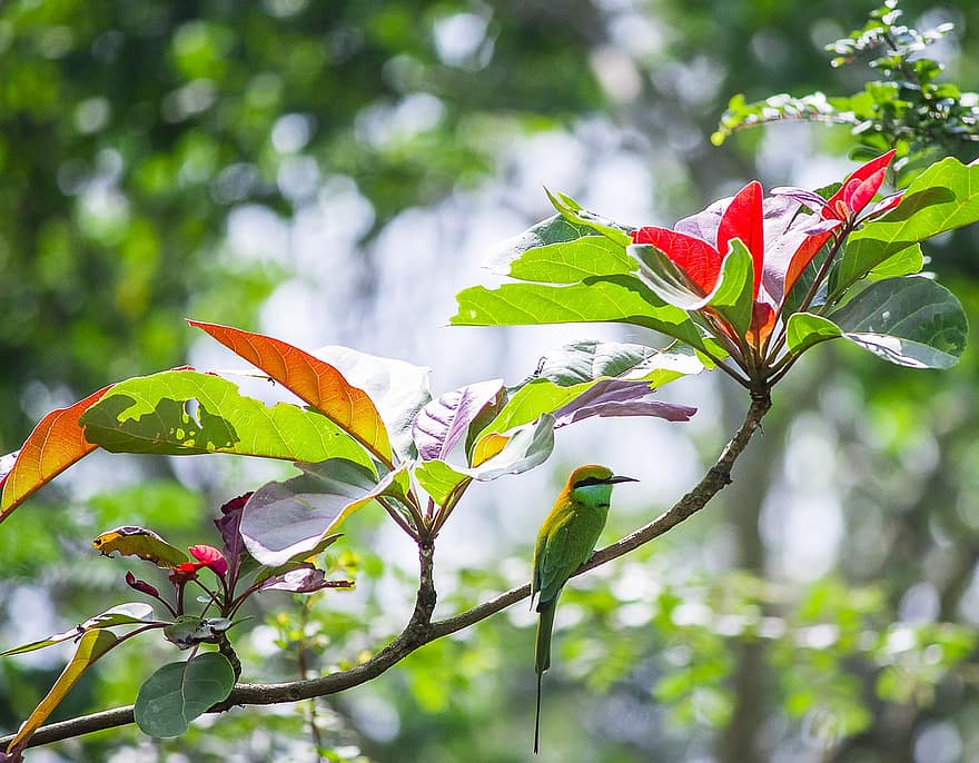 นก, Asian Green Bee-eater, นกวิทยา, สายพันธุ์, สัตว์, ธรรมชาติ, สาขา, ใกล้ชิด, ใบไม้, หลายสี, สีเขียว