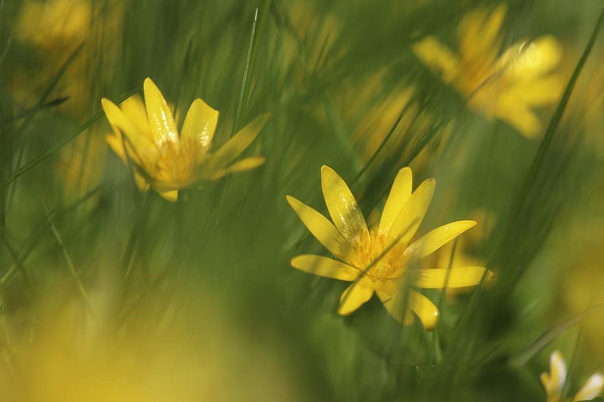 フラワーズ、工場、野生の花、草、黄色い花、咲く、フローラ、自然、春、緑色、夏