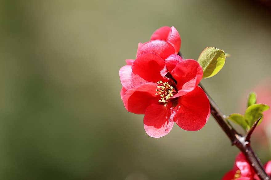 फोन, पीपल का पेड़, पीपल ट्री फ्लावर, जापानी Quince, जापानी बटेर, फाईवर, पौधों, पत्ती, लाल फूल, वसंत के फूल, वसंत