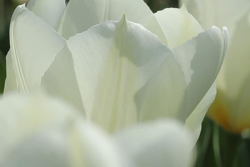 tulpen, witte bloemen, witte tulpen, bloemen, tuin-, bloeien, de lente, flora, detailopname, fabriek, bloem
