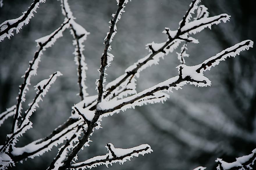 fagy, téli, ágak, hó, jég, fa, növény, hideg, csupasz ágak, természet, ág