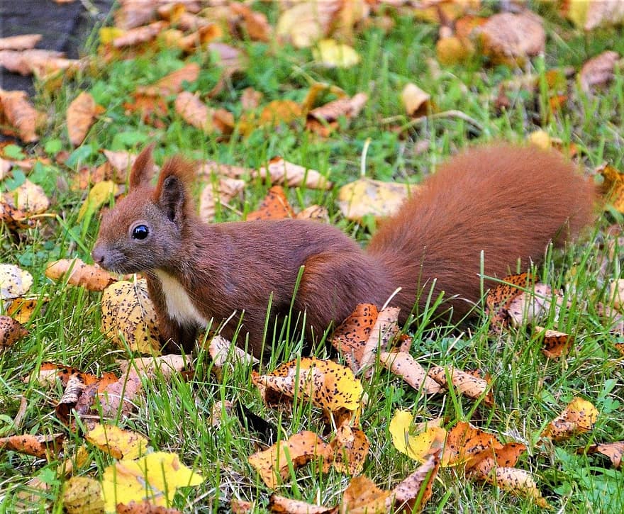 squirrel, chipmunk, grass, cute, rodent, pets, fur, small, autumn, fluffy, close-up