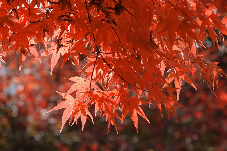 Příroda, podzim, listy, javor, zahrada, strom, list, žlutá, sezóna, les, zářivé barvy