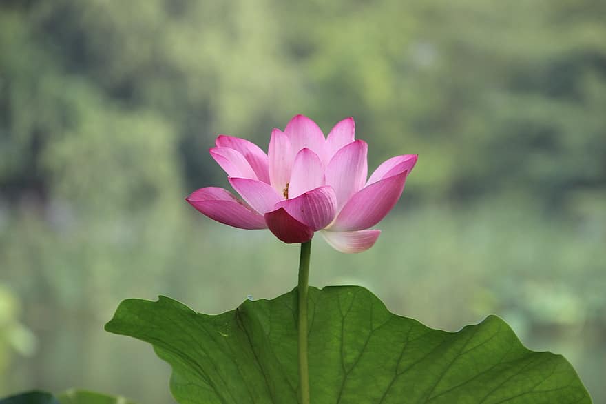 lotus, bloem, bloemblaadjes, Waterlelie, bloeien, bloesem, waterplant, bloeiende plant, fabriek
