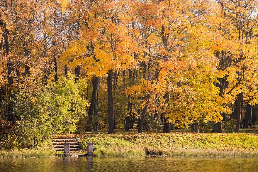 otoño, parque, hojas, arboles, bosque, follaje, lago, agua