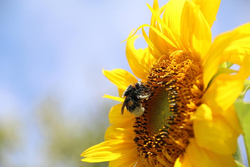 girassol, flor, abelha, bumblebee, inseto, Flor, planta com flores, planta ornamental, plantar, flora, natureza